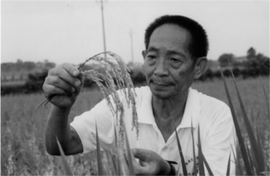 China News website: yuan Longping is studying the fourth generation of hybrid rice