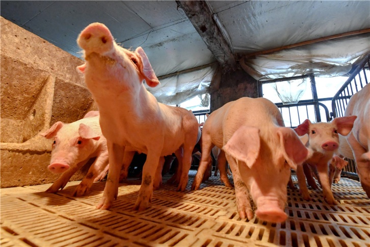 10,000 tons of pork reserves put on the market